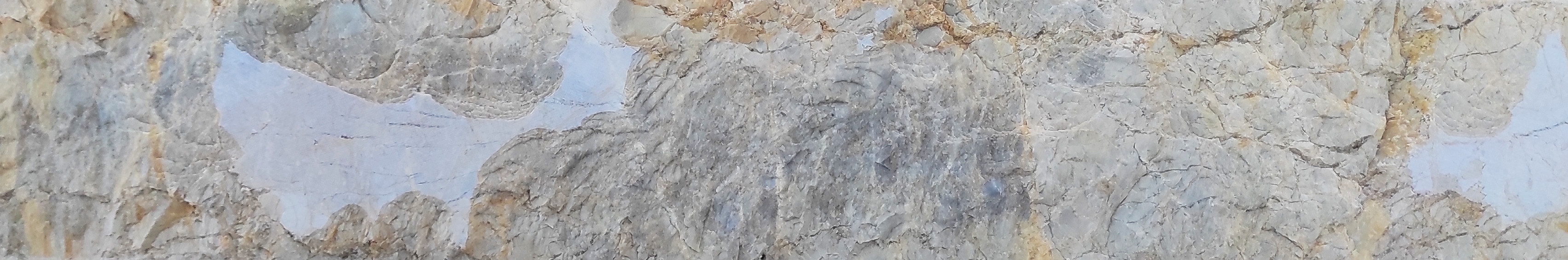 Ριτσώνας Κίτρινο Image 1++