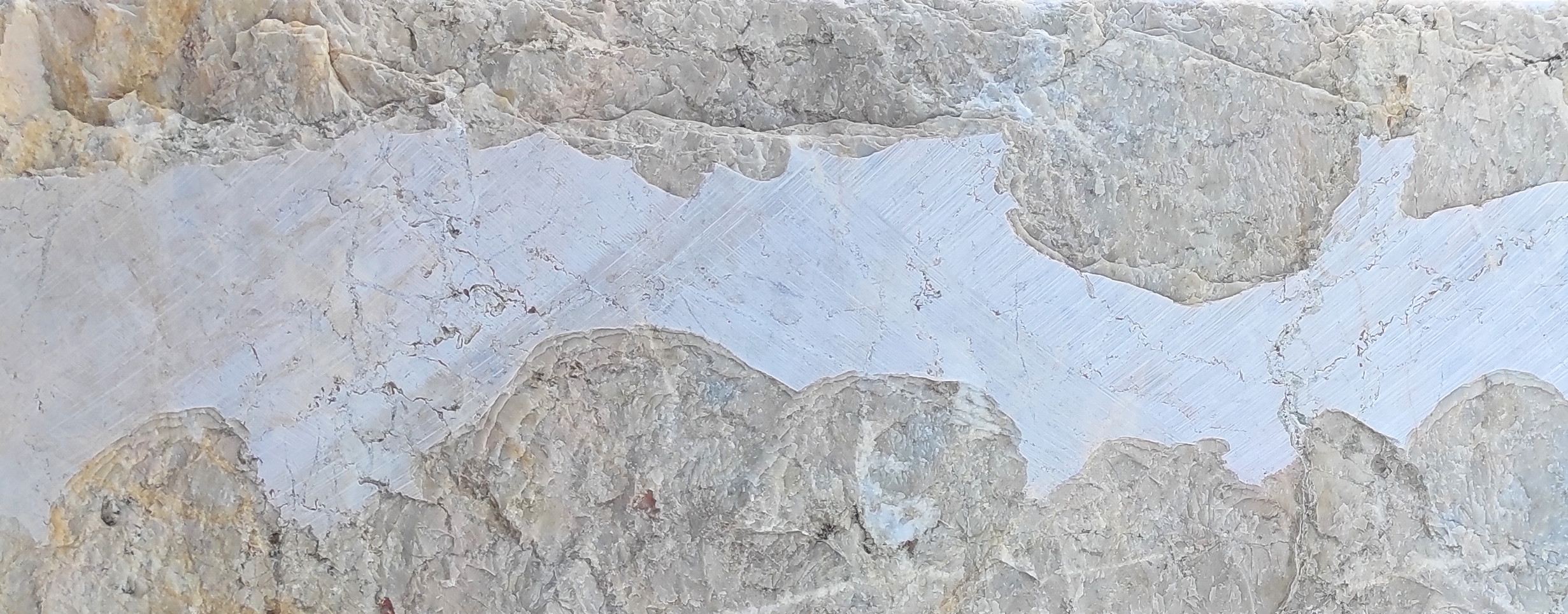 Ριτσώνας Κίτρινο Image 1++